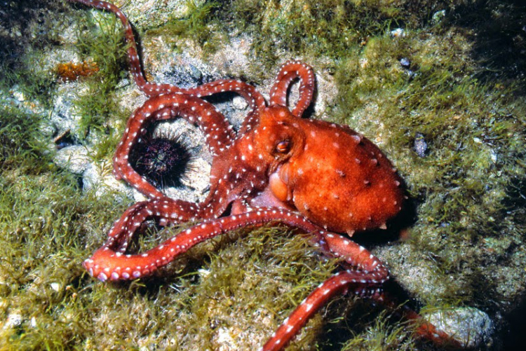 Polpo con riccio di mare Polpo con riccio di mare