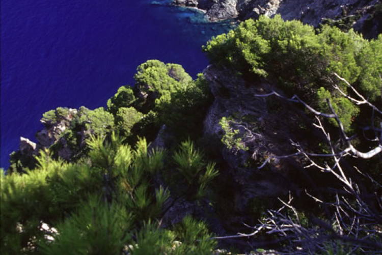 Isola di Gorgona Isola di Gorgona
