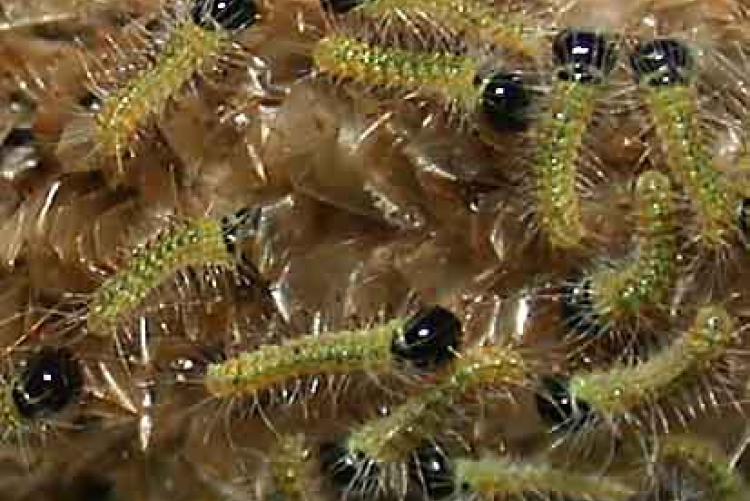 Giovani larve di processionaria