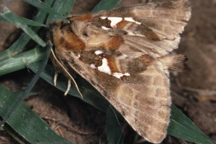 Processionaria adulta