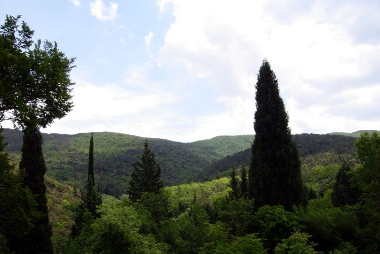 Alberi su sfondo collinare